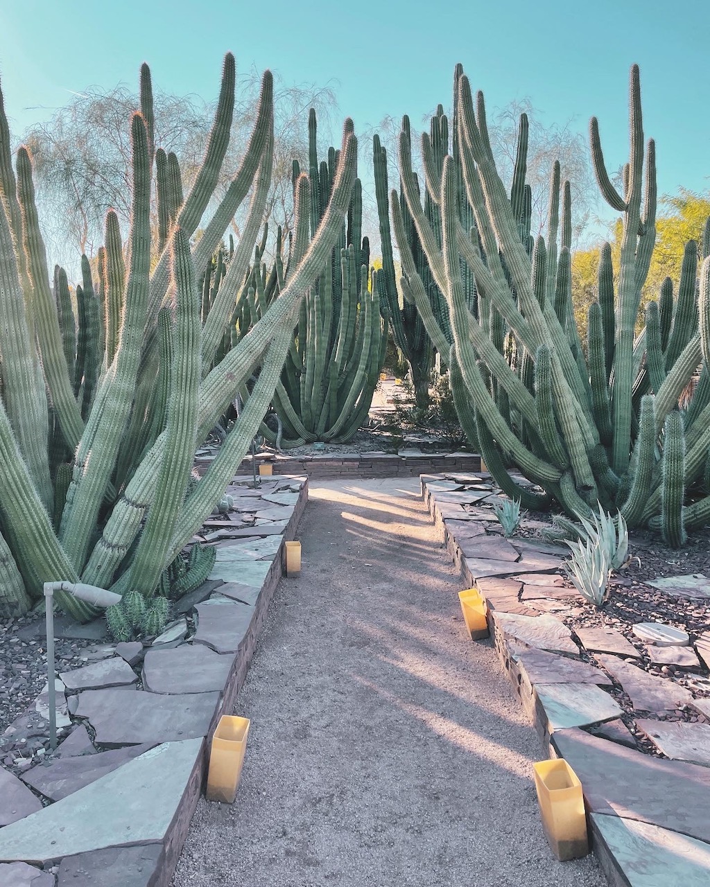 Experience Scottsdale, 303 Magazine, Scottsdale, CIVANA Wellness Resort and Spa, Mountain Shadows Resort, Hot Air Expeditions, REI Adventure Phoenix, Camelback Mountain, Herb Box, Italian Daughter, Old Town Scottsdale, McDowell Sonoran Preserve, warm winter getaway, Southwest, Frontier, United Airlines, Citizen Public House, Craft 64, Jessica Hughes, desert botanical gardens