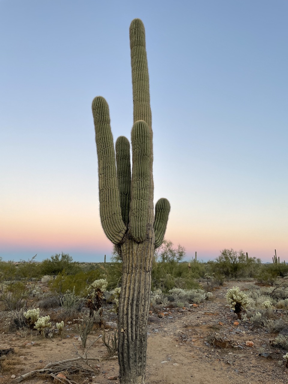 Experience Scottsdale, 303 Magazine, Scottsdale, CIVANA Wellness Resort and Spa, Mountain Shadows Resort, Hot Air Expeditions, REI Adventure Phoenix, Camelback Mountain, Herb Box, Italian Daughter, Old Town Scottsdale, McDowell Sonoran Preserve, warm winter getaway, Southwest, Frontier, United Airlines, Citizen Public House, Craft 64, Jessica Hughes