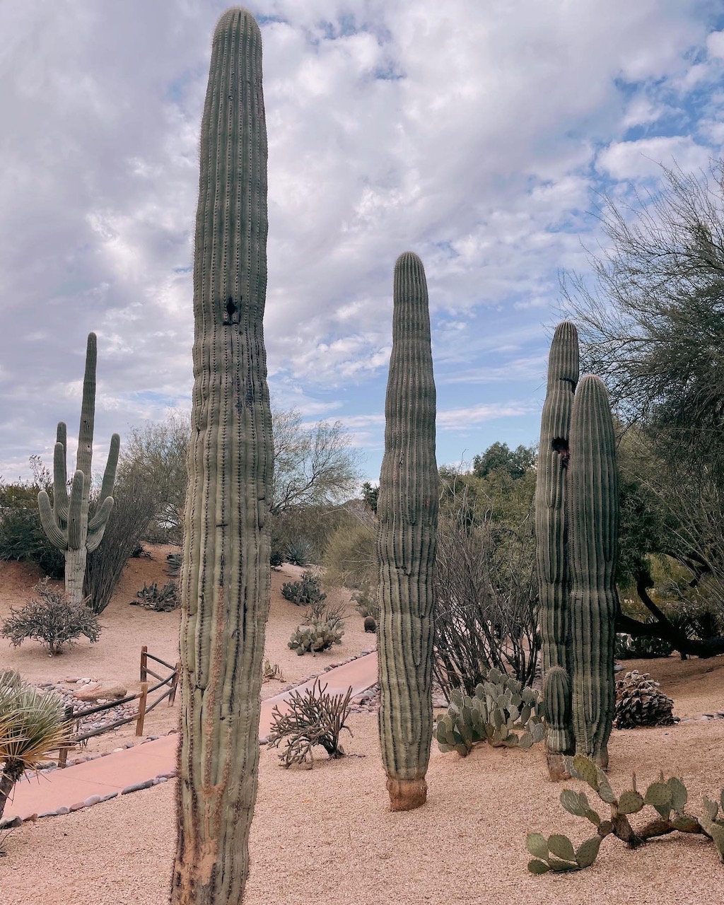 Experience Scottsdale, 303 Magazine, Scottsdale, CIVANA Wellness Resort and Spa, Mountain Shadows Resort, Hot Air Expeditions, REI Adventure Phoenix, Camelback Mountain, Herb Box, Italian Daughter, Old Town Scottsdale, Diego Pops, McDowell Sonoran Preserve, warm winter getaway, Southwest, Frontier, United Airlines, Citizen Public House, Craft 64, Jessica Hughes, desert botanical gardens