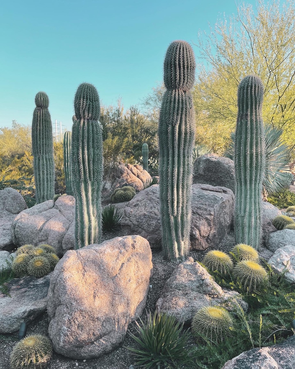 Experience Scottsdale, 303 Magazine, Scottsdale, CIVANA Wellness Resort and Spa, Mountain Shadows Resort, Hot Air Expeditions, REI Adventure Phoenix, Camelback Mountain, Herb Box, Italian Daughter, Old Town Scottsdale, McDowell Sonoran Preserve, warm winter getaway, Southwest, Frontier, United Airlines, Citizen Public House, Craft 64, Jessica Hughes, desert botanical gardens