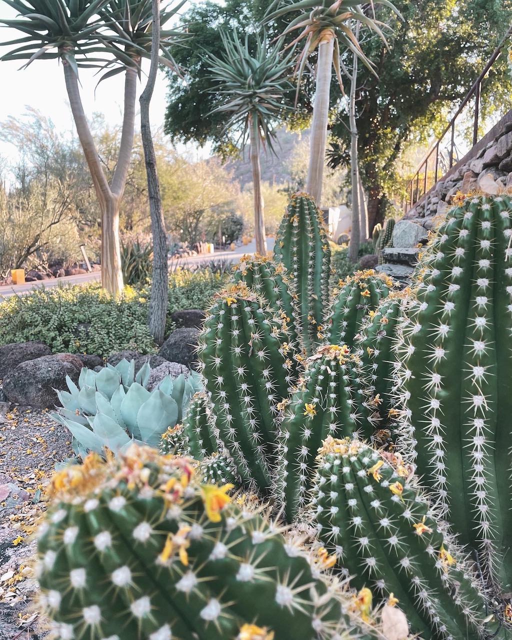 Experience Scottsdale, 303 Magazine, Scottsdale, CIVANA Wellness Resort and Spa, Mountain Shadows Resort, Hot Air Expeditions, REI Adventure Phoenix, Camelback Mountain, Herb Box, Italian Daughter, Old Town Scottsdale, McDowell Sonoran Preserve, warm winter getaway, Southwest, Frontier, United Airlines, Citizen Public House, Craft 64, Jessica Hughes, desert botanical gardens