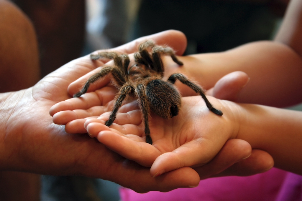 Rosie tarantula being held at Butterfly Pavilion