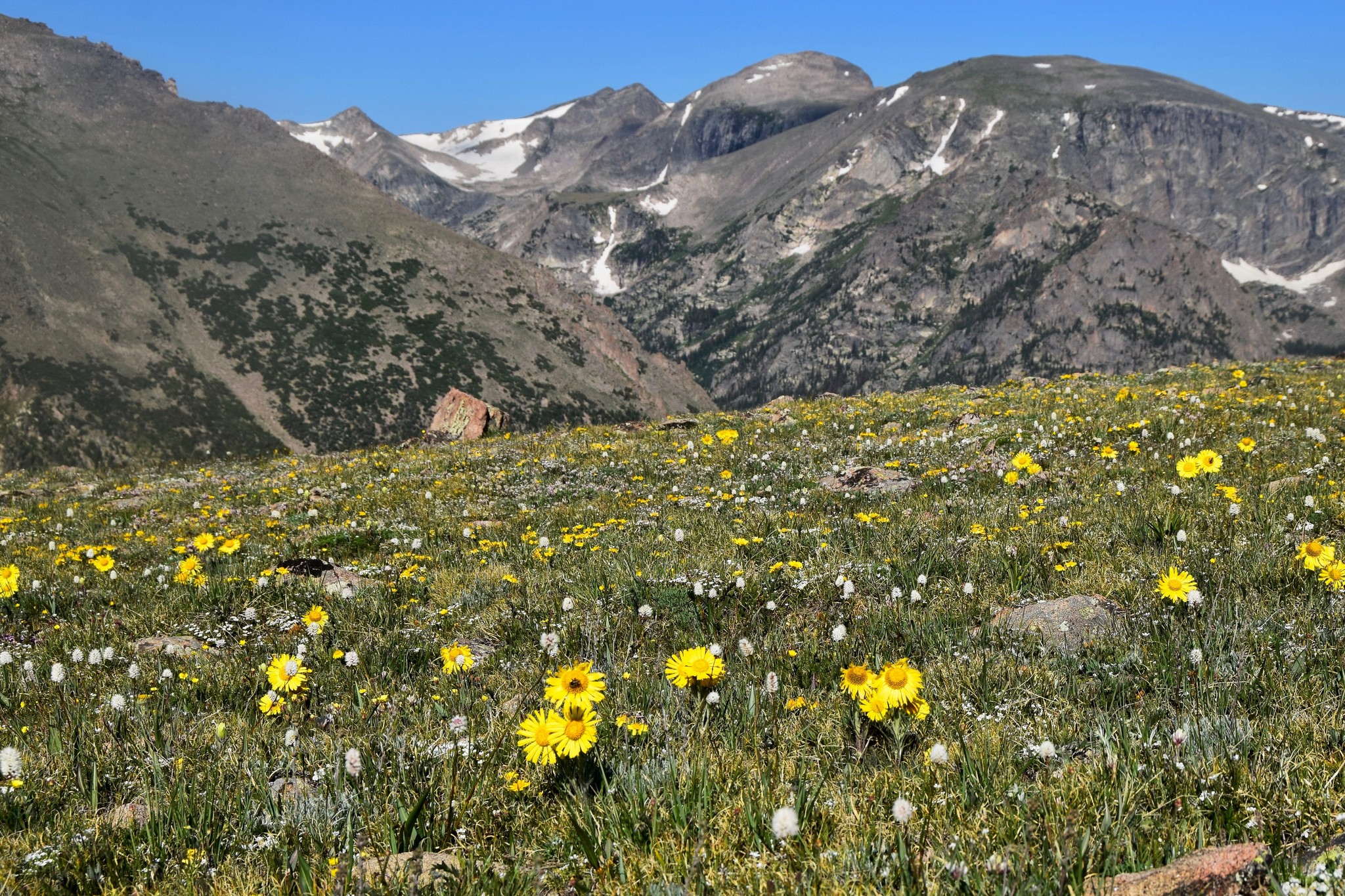 Rocky Mountain National Park with wildflowers