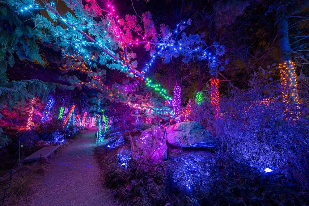 Denver Botanic Garden's multi-colored lights on trees 