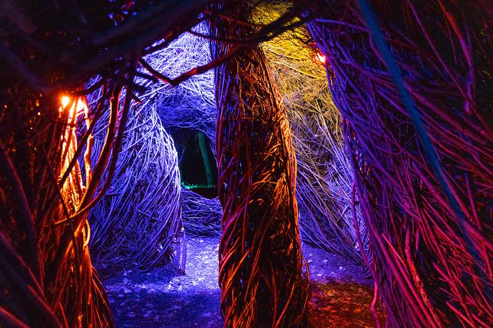 Trees illuminated by purple light