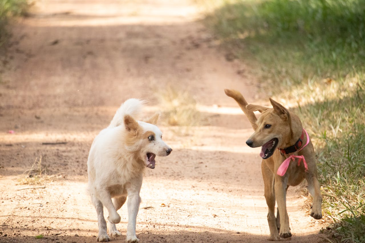 Unleash the Fun: 7 Best Dog Parks in the Denver Metro Area – 303 Magazine