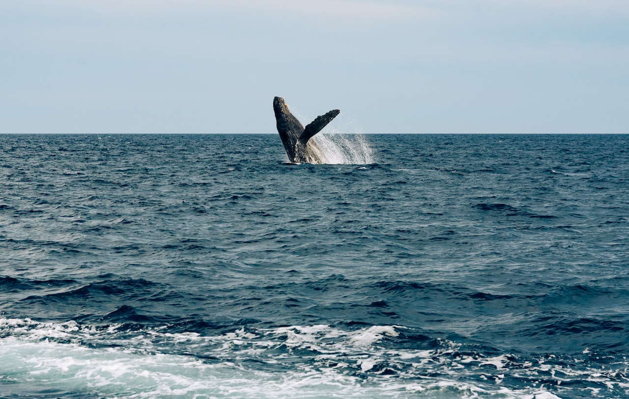 whale watching, getaway to los cabos