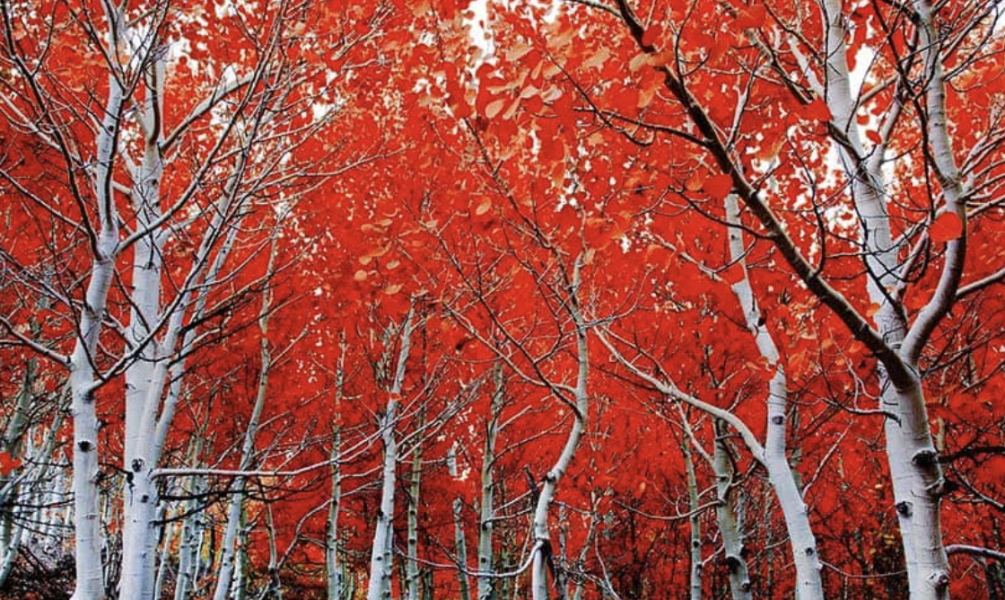 When Is the Best Time to See Peak Fall Colors in Colorado?