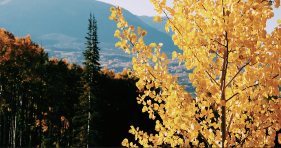 When Is the Best Time to See Peak Fall Colors in Colorado?
