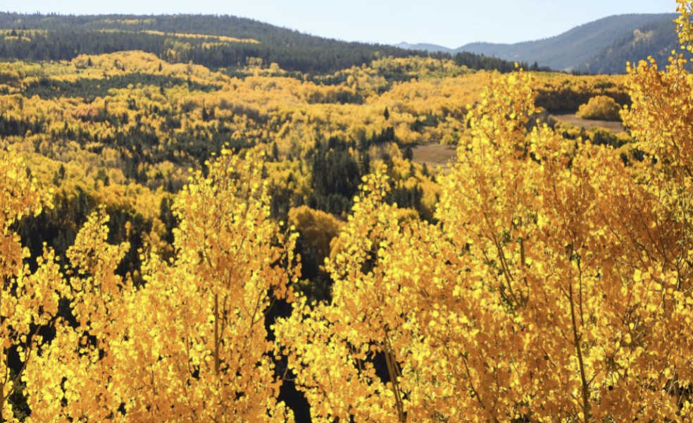 When Is the Best Time to See Peak Fall Colors in Colorado?